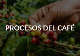 Procesos del café